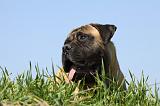 BULLMASTIFF 368